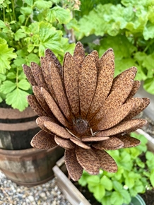 Chrysanthem rustent jern